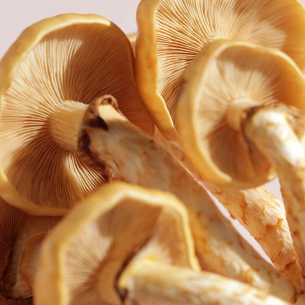Mushrooms gills