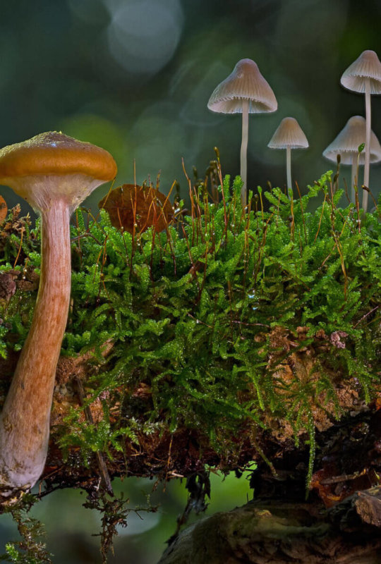 fantastic fungi image