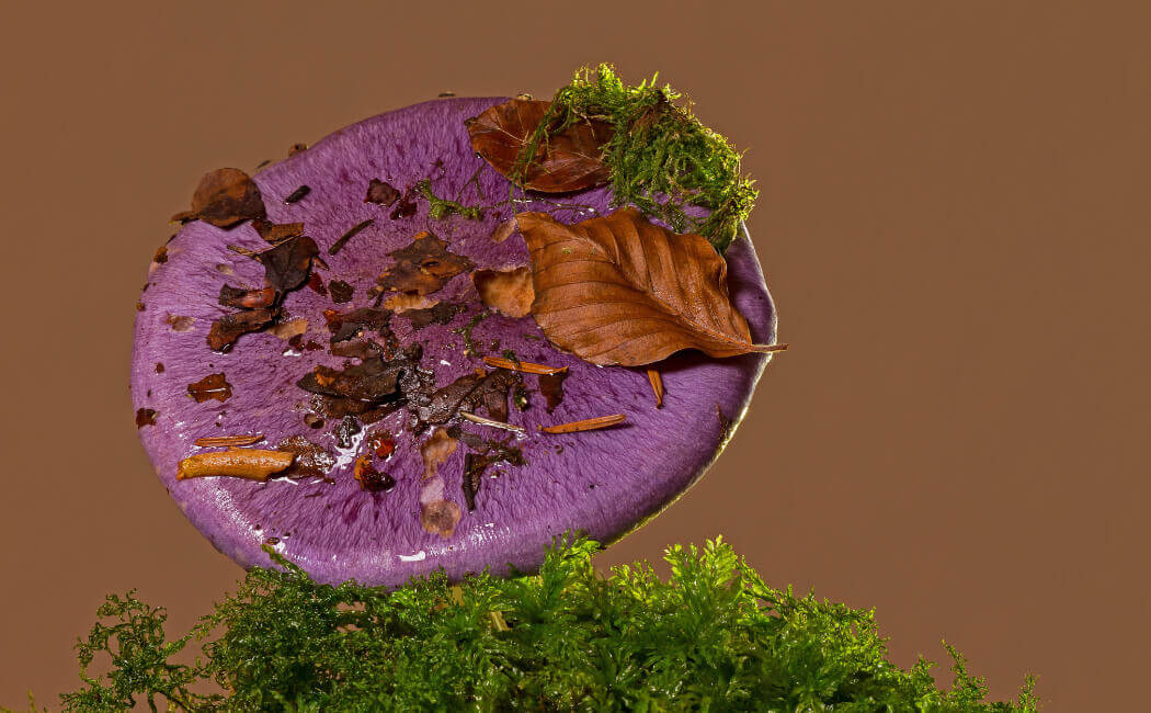 Fantastic Fungi documentary about mushrooms on Netflix Goodmind™