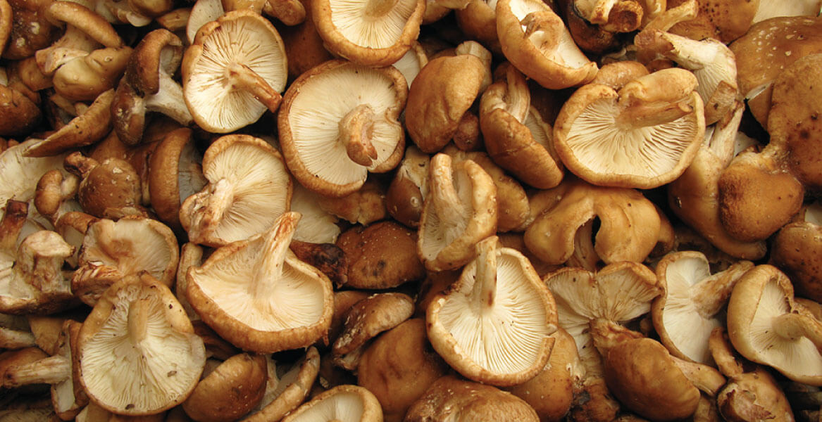 Goodmind mushroom capsules